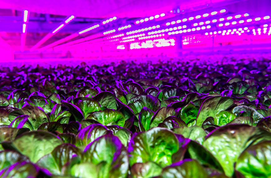 Siemens provides automation and building technology for Middle East’s biggest vertical farm